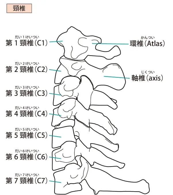 頚椎