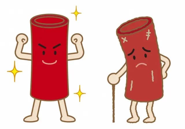 血液、リンパ液、脳脊髄液の循環を調整する