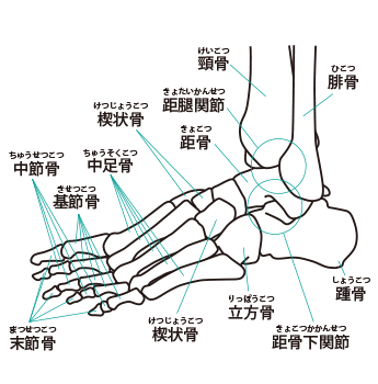 足関節のイラスト